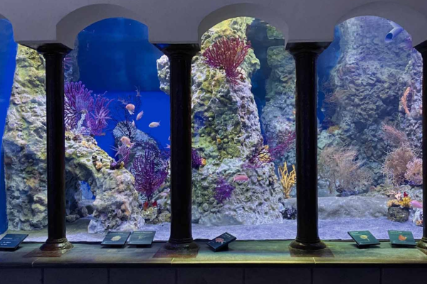 eligo per stazione zoologica anton dohrn
